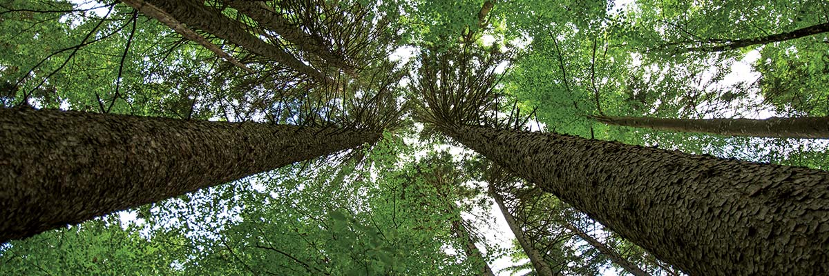 forest-banner forest-banner